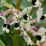 Krankheiten und Parasiten der Ackerbohne