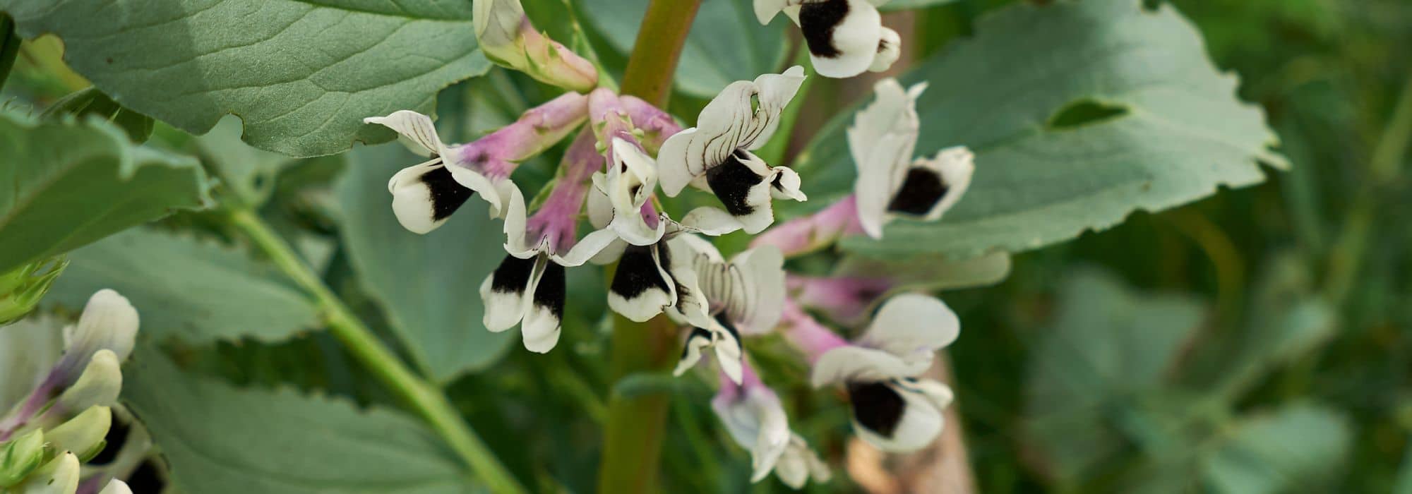 Krankheiten und Parasiten der Ackerbohne