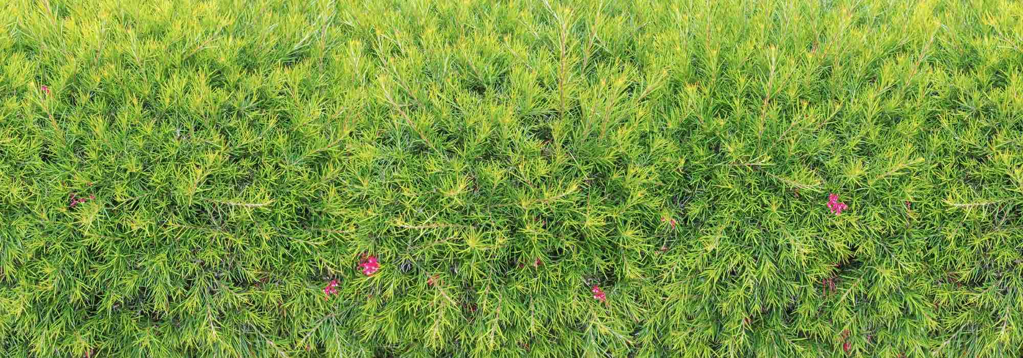 5 Grevilleen für eine Hecke