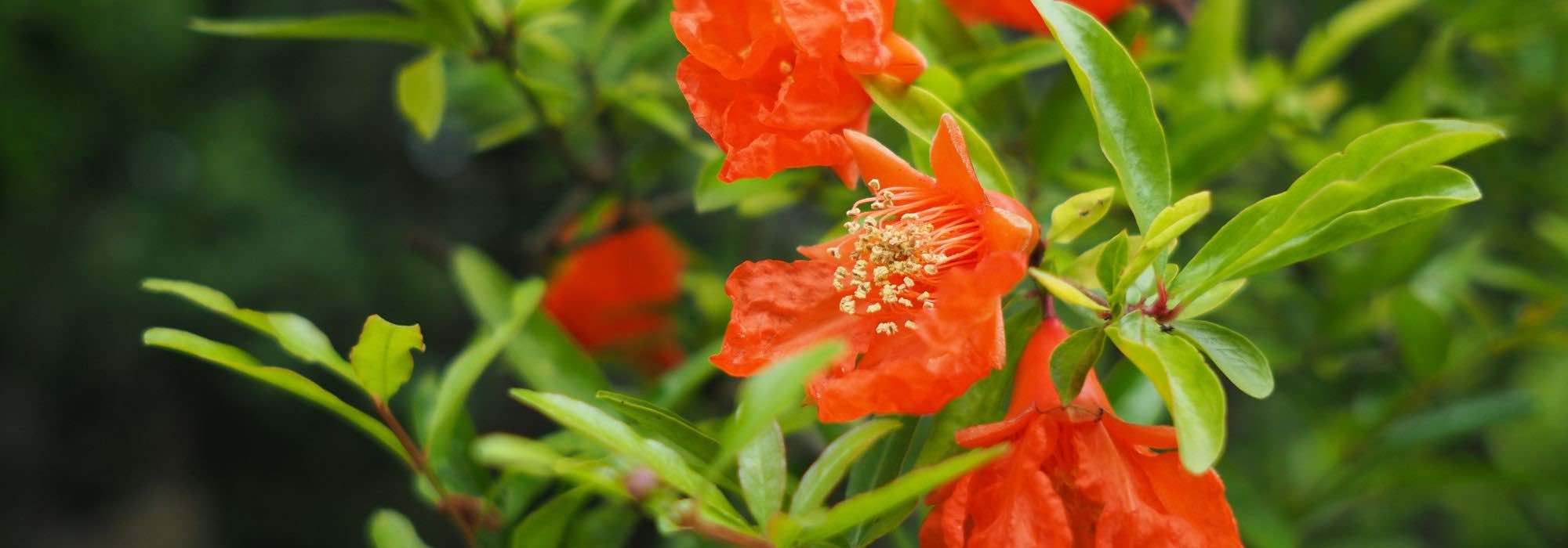 Granatapfelbaum: im Garten oder Topf combinieren
