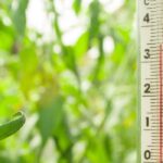 Sommerhitze im Gewächshaus bändigen?