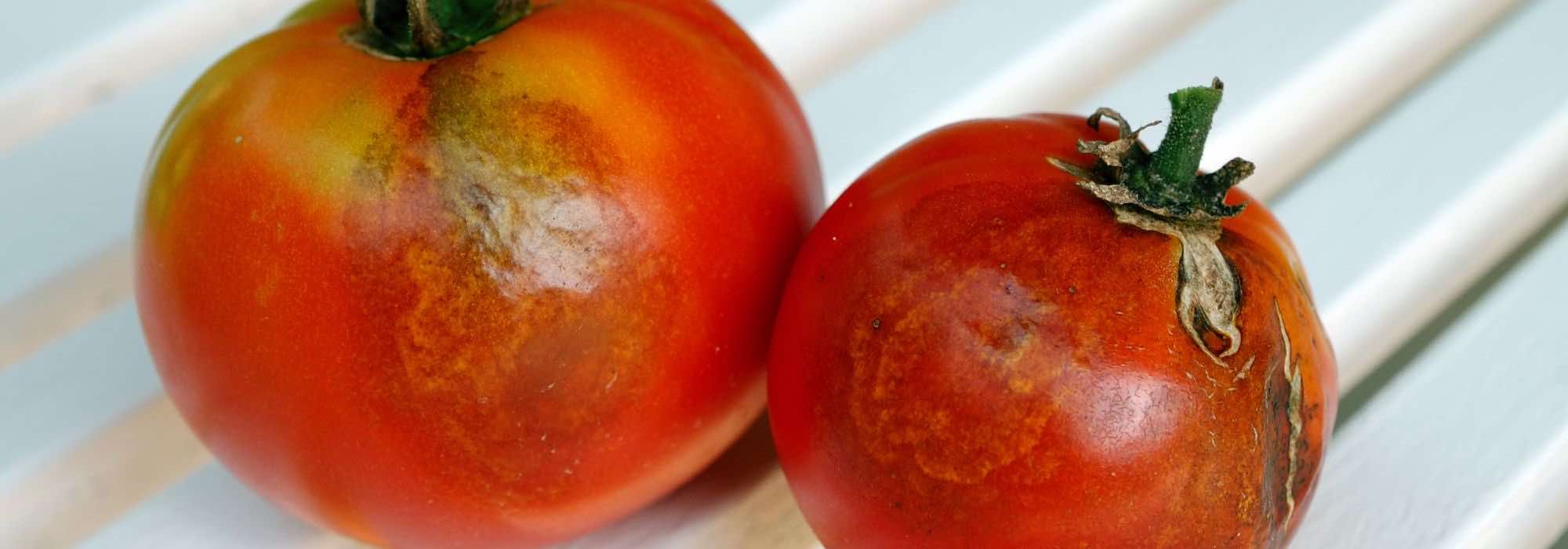 Nach Mehltau: Gemüsegarten natürlich sanieren?