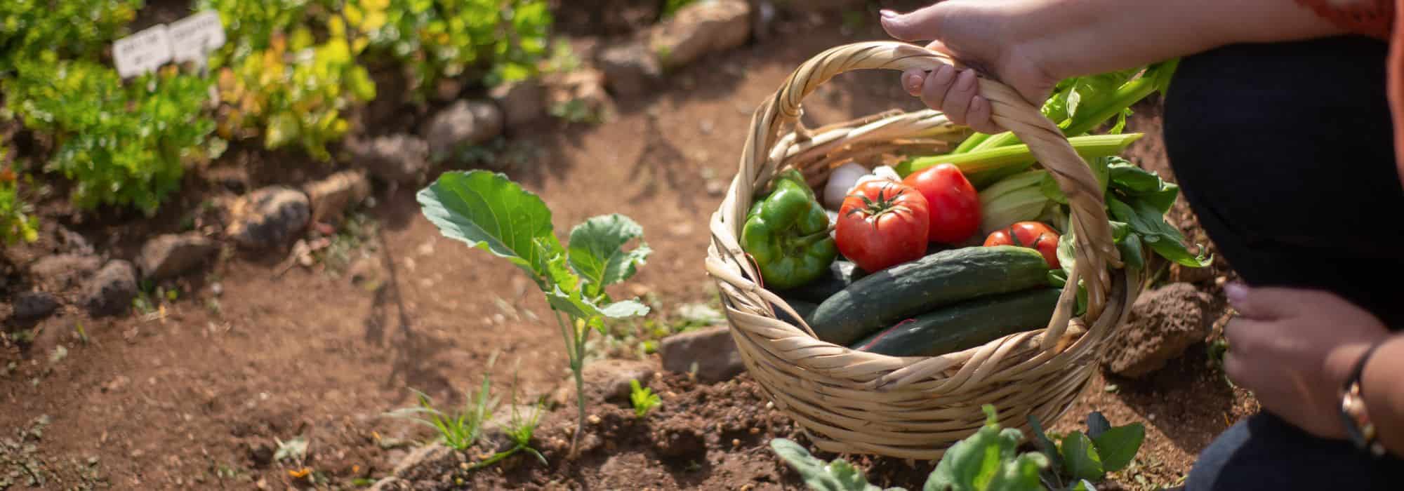 Gemüsegarten gegen Inflation: Lebensmittel anbauen?