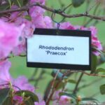 Botanische Regeln und Nomenklatur