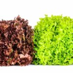 Krankheiten und Schädlinge bei Salat
