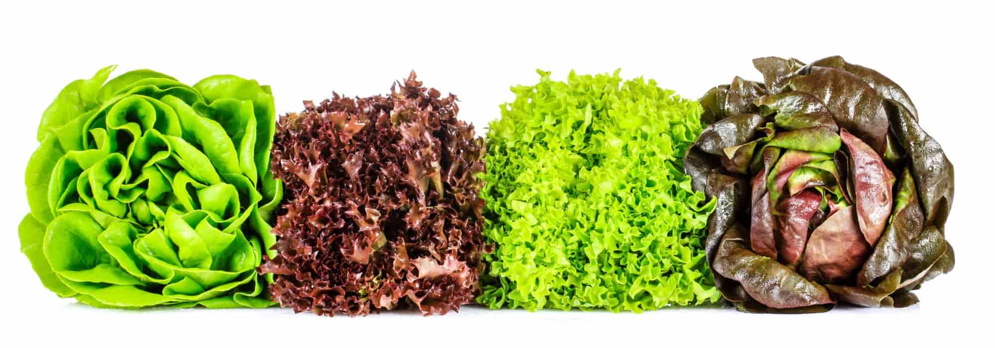 Krankheiten und Schädlinge bei Salat