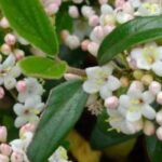 7 Schneebälle für kleine Gärten oder Kübel 
