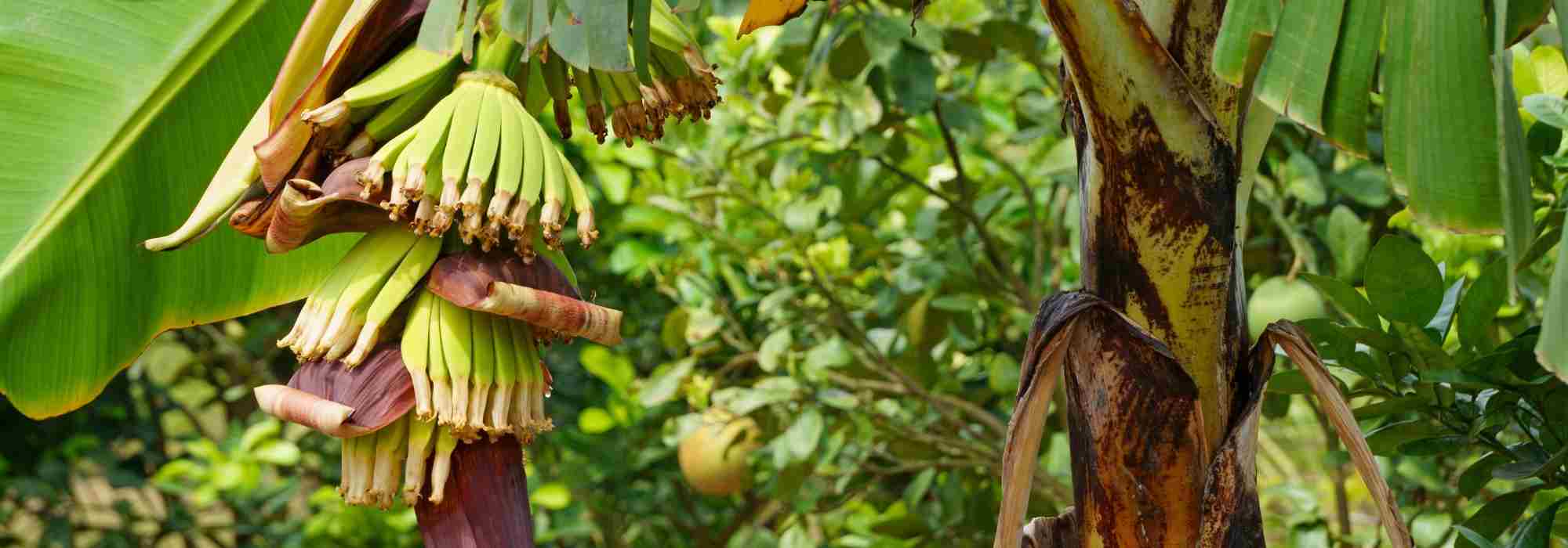 Banane im Freiland kultivieren