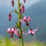 Bergblumen: 7 Zwiebeln fürs Gartenbeet