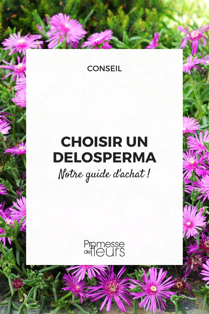Kaufberatung Delosperma