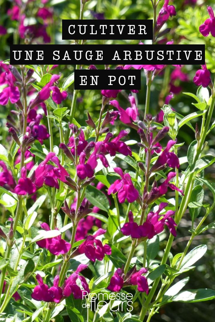 Salvia jamensis im Topf oder Kübel