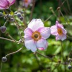 Japan-Herbst-Anemone teilen?