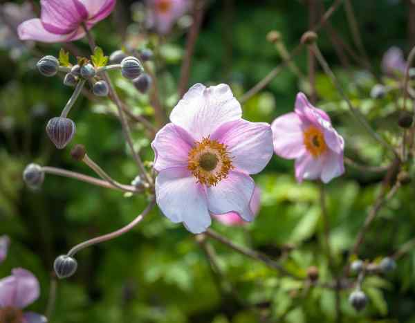 Japan-Herbst-Anemone teilen?