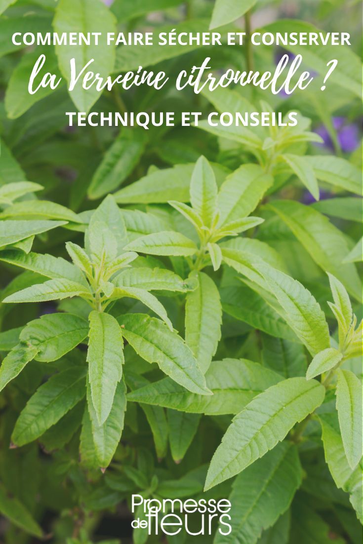 Aloysia citriodora (deutscher Name: Zitronenstrauch oder Zitronenverbene)