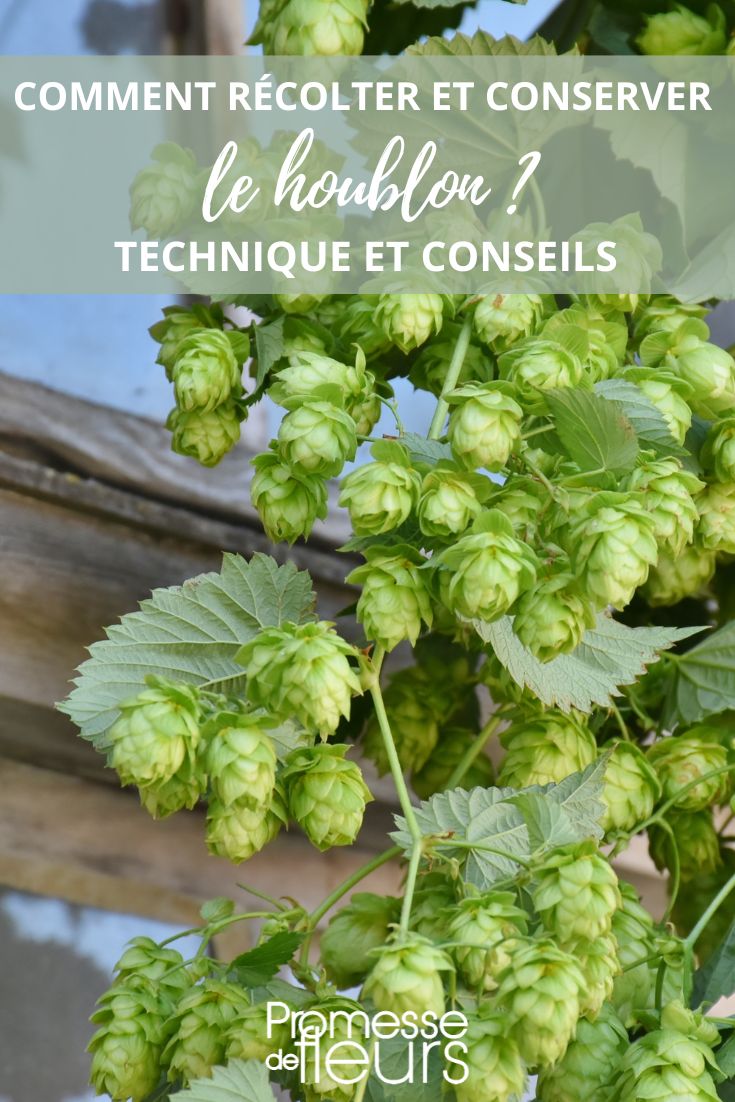 Ernte, Trocknung und Lagerung von Hopfen (Humulus lupulus)