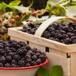 Brombeeren ernten und lagern?