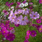 Lächeln: Späte Blüten vertreiben den Sommerblues!