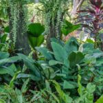 Tropenflair im kleinen Garten schaffen?