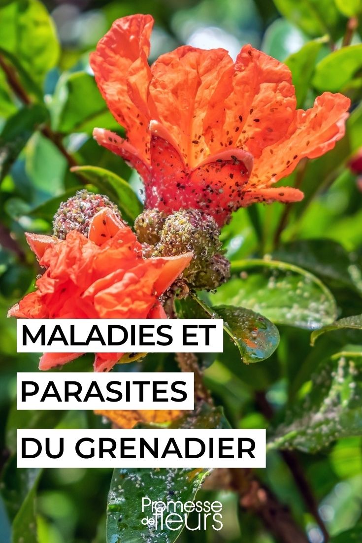 Punica Blattläuse