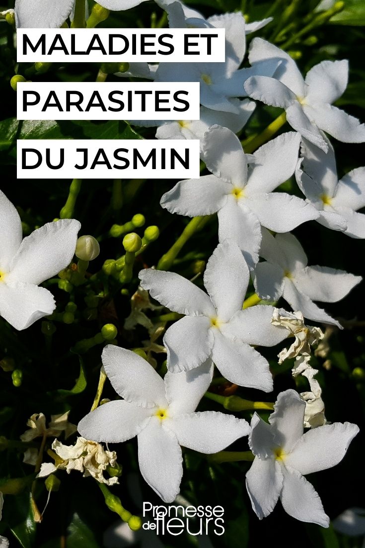 Echter Jasmin