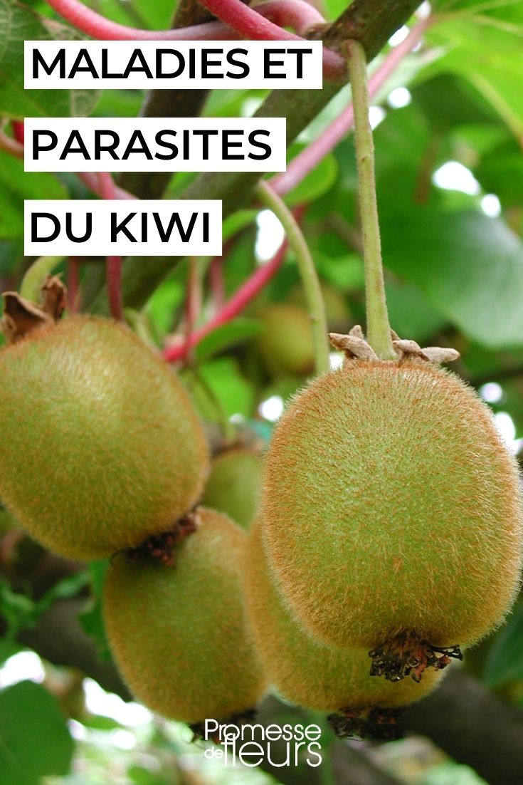 Actinidien