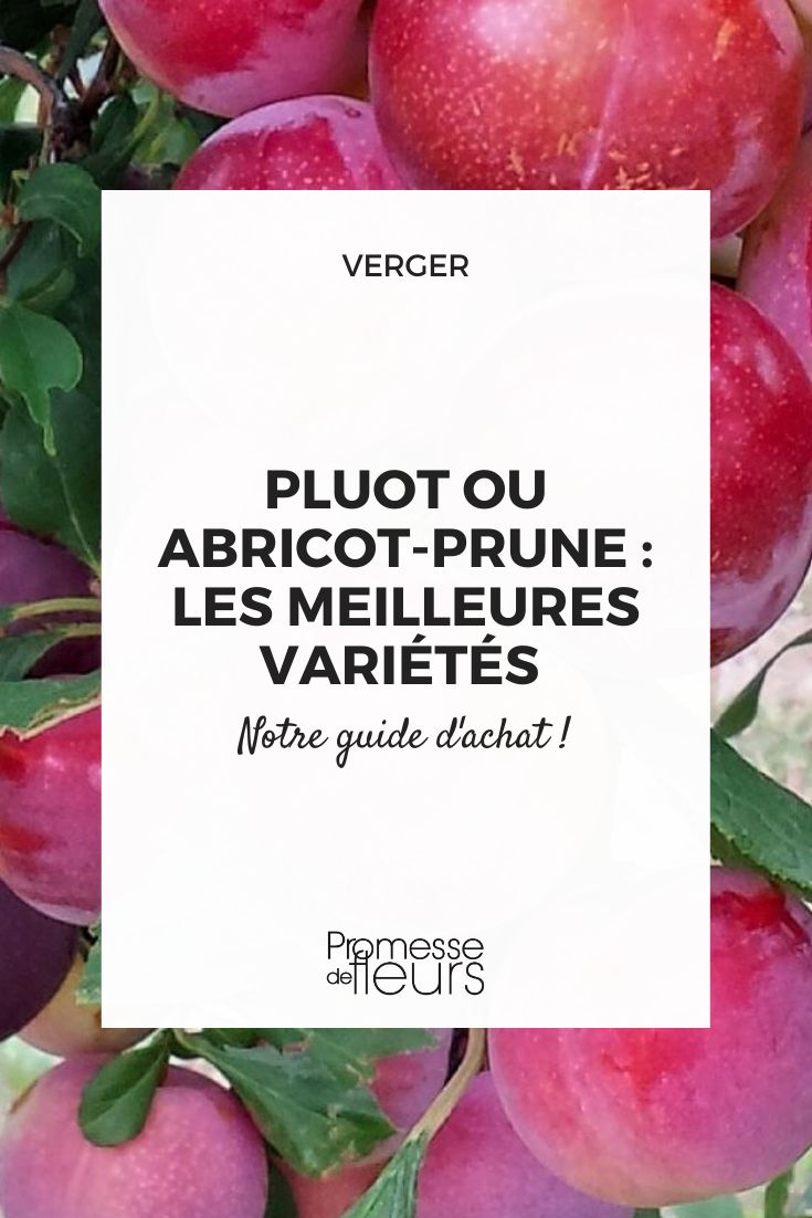 Pluot Aprikosen-Pflaume Kaufratgeber