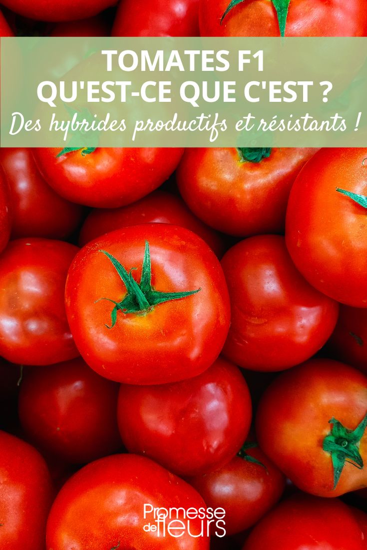 F1-Hybridtomaten