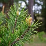 Kiefernknospen ernten und verwenden?