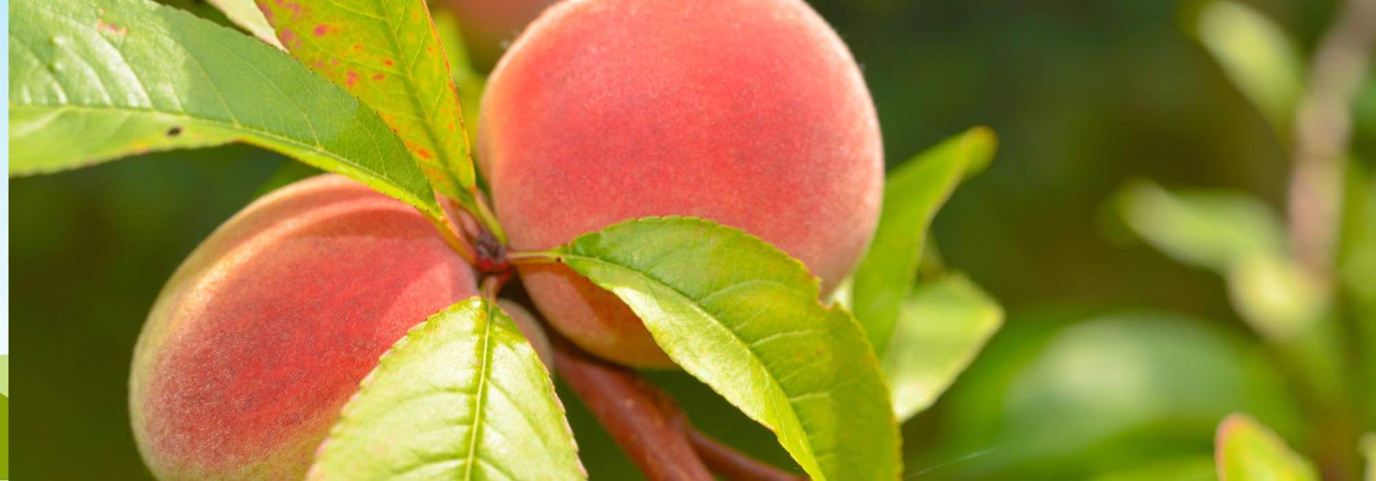 Pfirsichbaum oder Nektarine wählen?