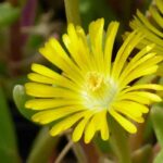 Eine Mittagsblume wählen