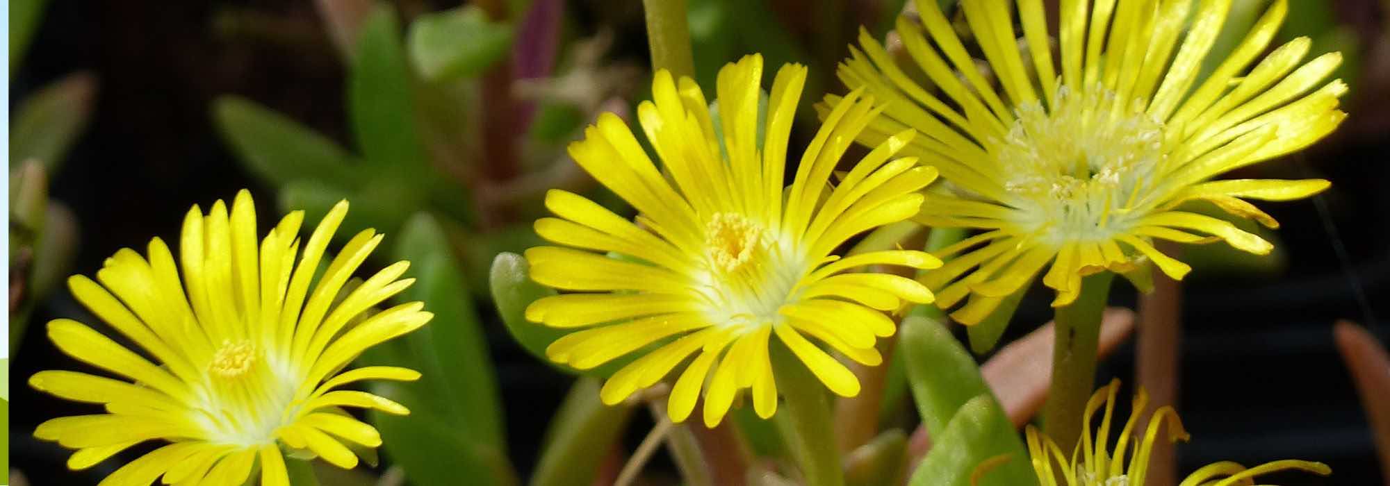 Eine Mittagsblume wählen
