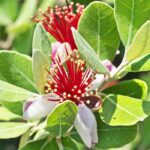 Brasilianische Guave oder Feijoa wählen