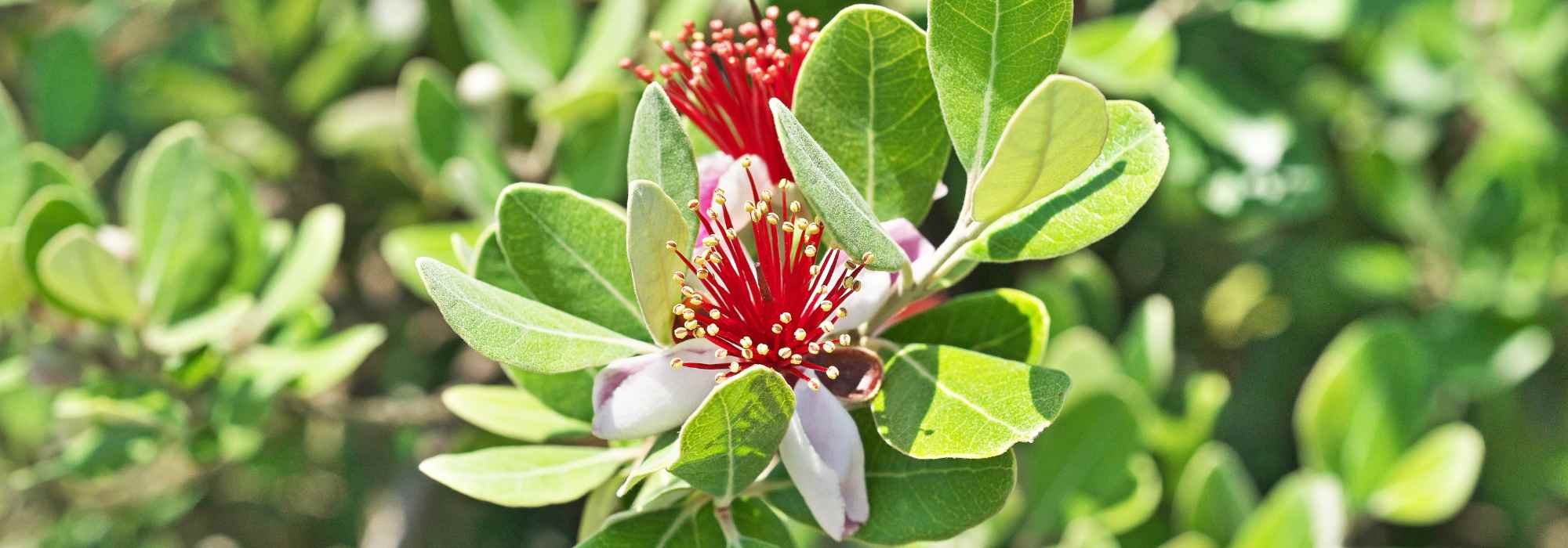 Brasilianische Guave oder Feijoa wählen