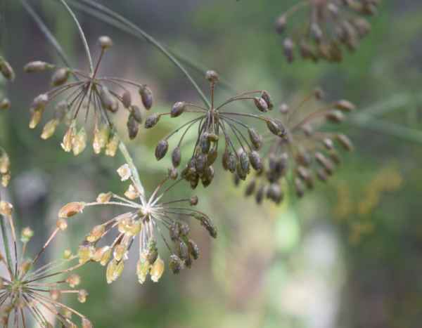 Dill-Samen ernten und aufbewahren?