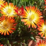 5 Mittagsblumen mit orangefarbenen oder gelben Blüten