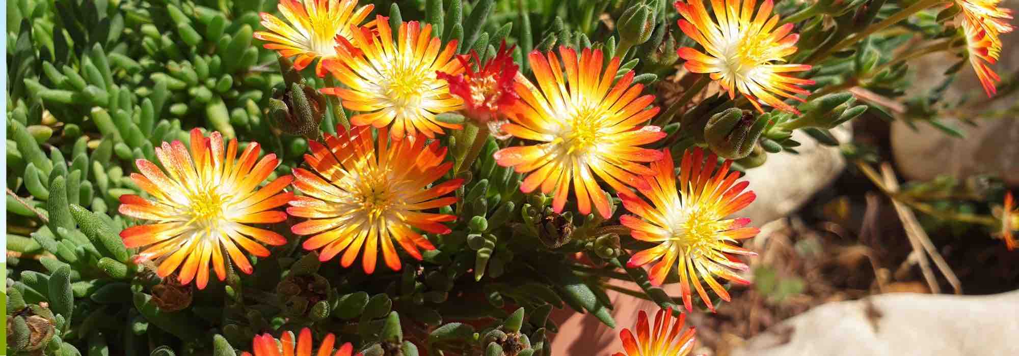 5 Mittagsblumen mit orangefarbenen oder gelben Blüten