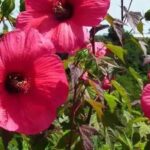 5 Roseneibisch mit roten Blüten