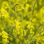 Braunen Senf anbauen: So gelingt es?