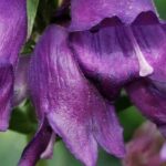 5 Bartfaden mit violetten oder lila Blüten