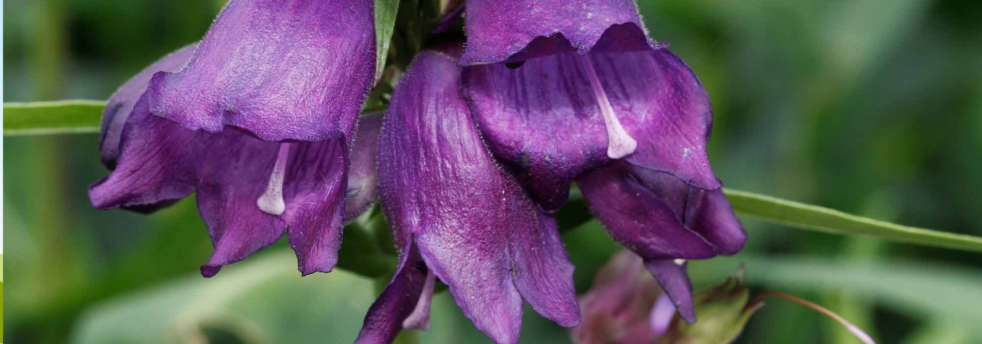 5 Bartfaden mit violetten oder lila Blüten