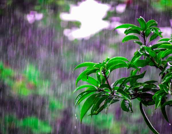 Petrichor, sagen Sie? Was ist das eigentlich?