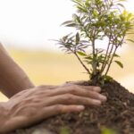 Pflanzen, die Sie im Herbst nicht pflanzen sollten