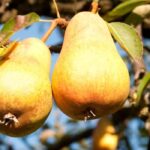 Birnbaum kaufen: unser Ratgeber