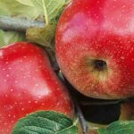 Kultur-Apfel: die richtige Sorte wählen