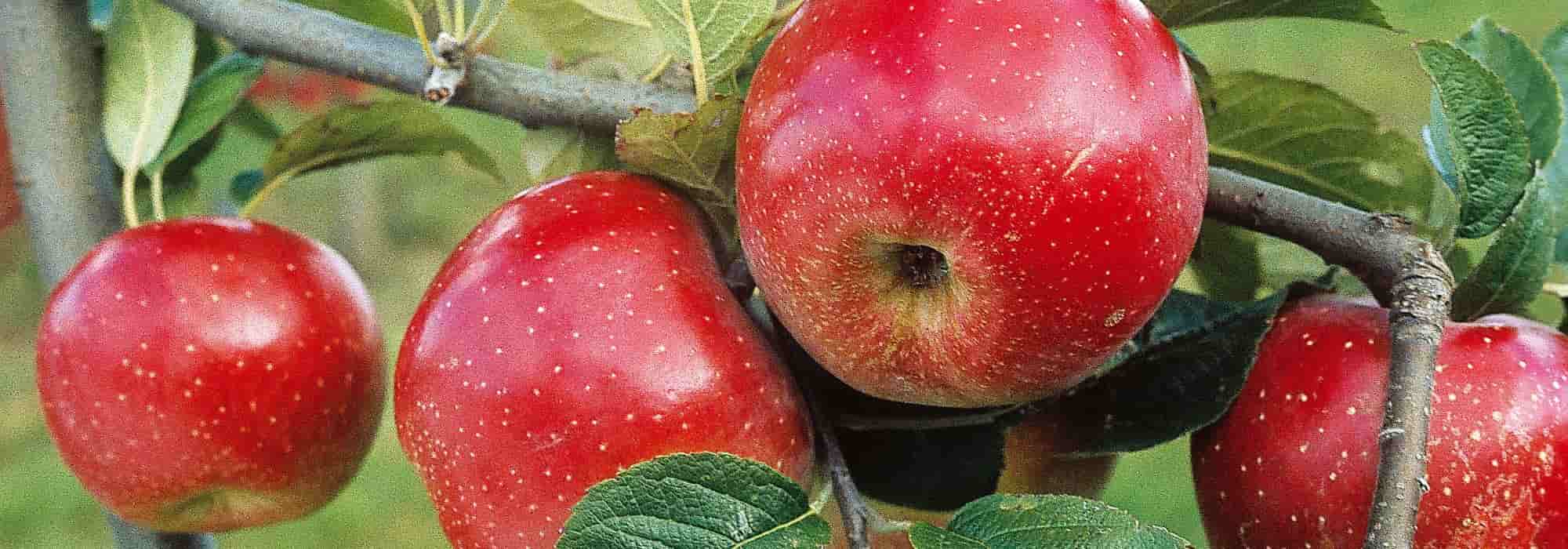 Kultur-Apfel: die richtige Sorte wählen