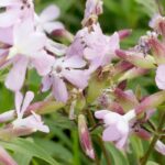 Seifenkraut pflanzen, kultivieren und pflegen