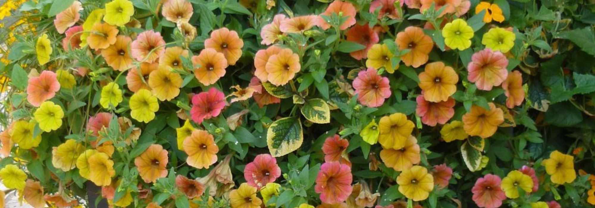 7 Petunien und Petchoa für Terrasse oder Garten