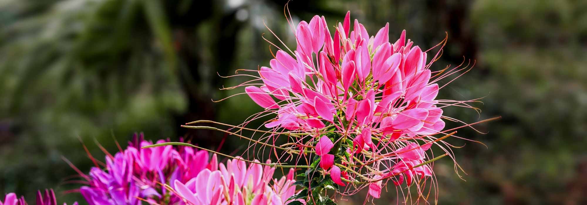 5 Spinnenpflanzen mit rosa Blüten für den Garten