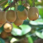 Kiwi vermehren: Tipps für Stecklinge