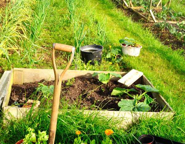 Gemüsegarten ruinieren: 5 Lektionen?
